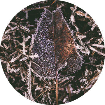 Een bruin blad met vorst in de winter met rijp van Steven Dijkshoorn