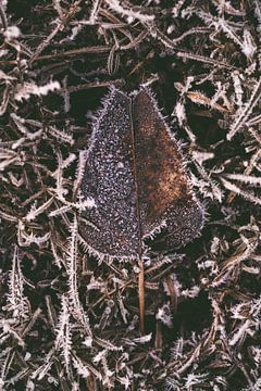 Une feuille brune avec du givre en hiver