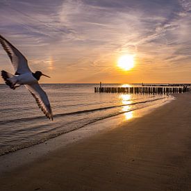 Oystercatcher on the beach by MSP Canvas
