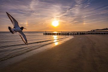 Scholekster op het strand van MSP Canvas