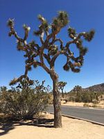 Joshua Tree