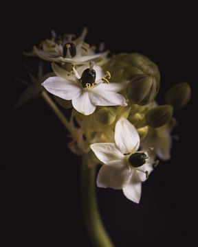 Little white flowers dark & moody van Sandra Hazes