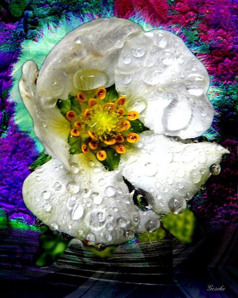 Life on the water 2 von Gertrud Scheffler