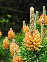 Pine buds in bloom in the woods of Ameland