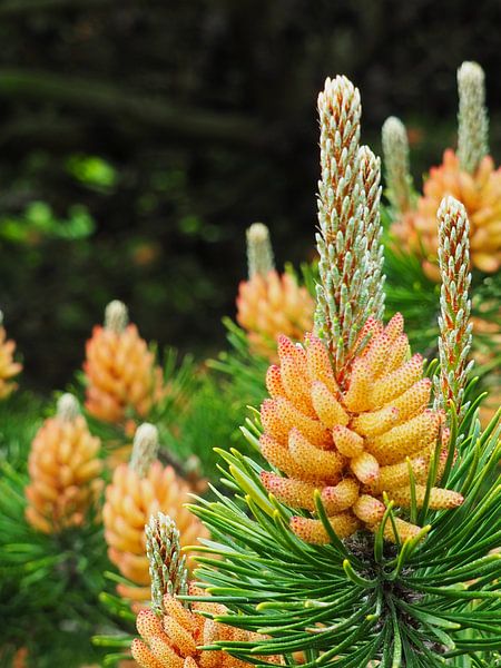Pine buds in bloom in the woods of Ameland by Helene Ketzer