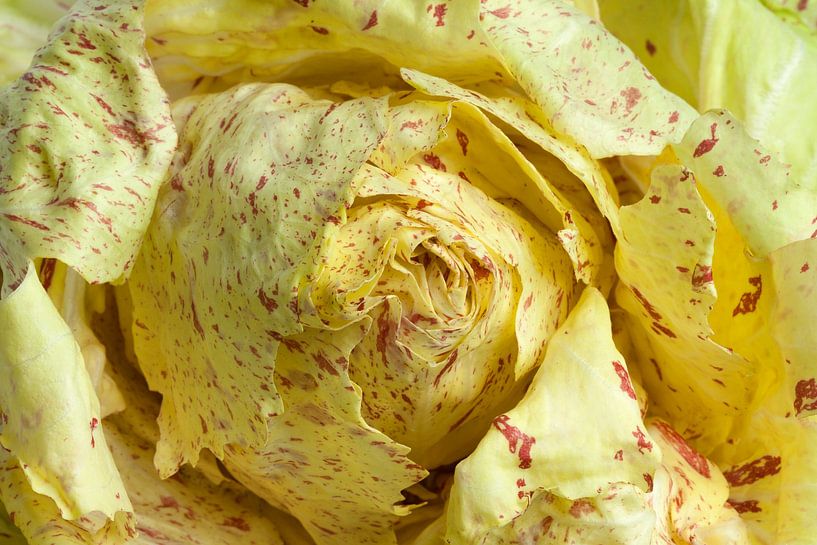 Italienischer frischer Radichio Casto Franco-Salat Nahaufnahme von Frans Rombout