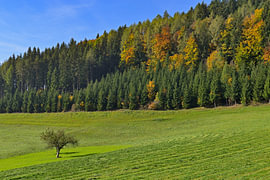 Herbstliche Waldlandschaft mit grüner Wiese und einem einsamen Baum von Tomherkules