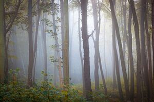 Brouillard dans la forêt fantôme sur Martin Wasilewski