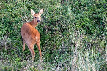 Ree (Capreolus capreolus) van Dirk Rüter