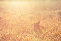 golden nature