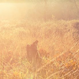 golden nature van Anne-Fleur Eggengoor