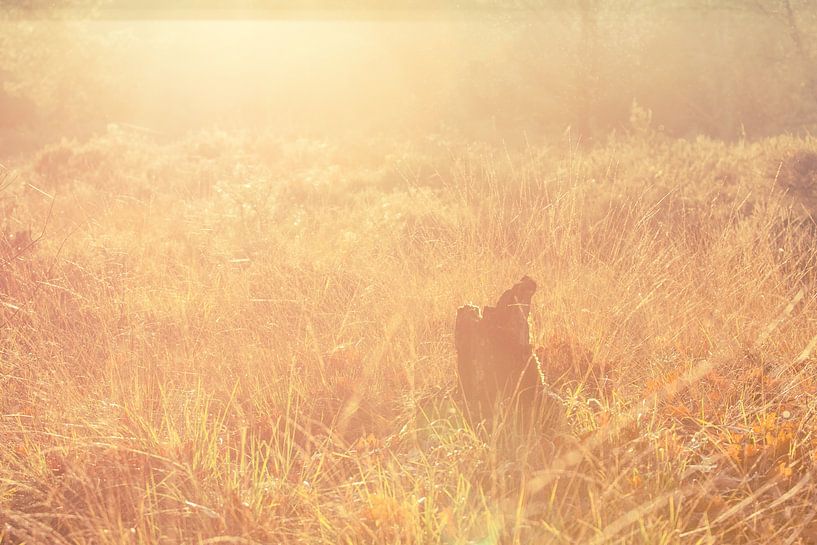 golden nature by Anne-Fleur Eggengoor