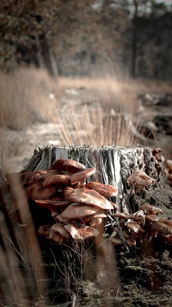 Pilze von AciPhotography