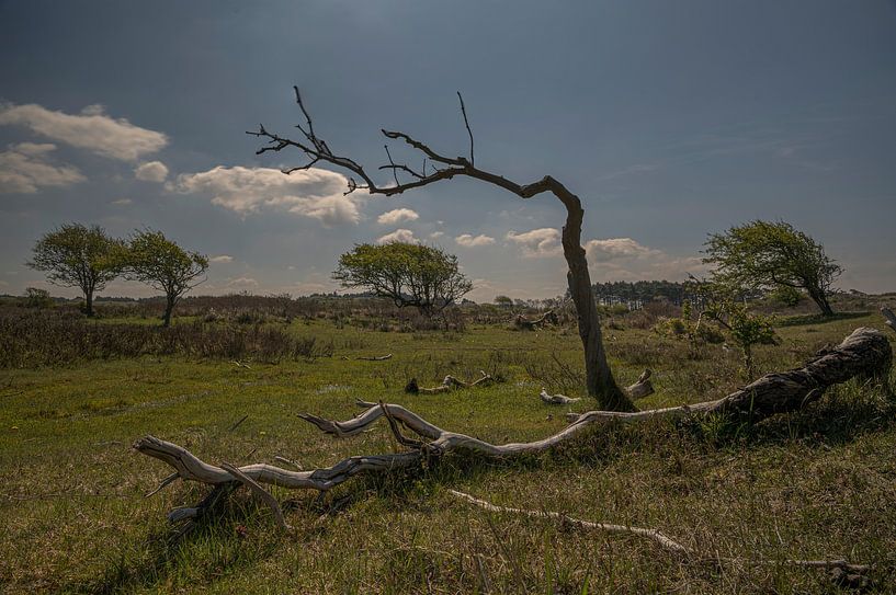 Kennemerduinen, North Holland by Peter Bartelings