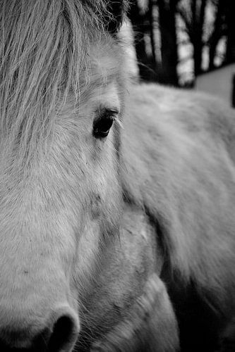 Shetlander portret zwart wit