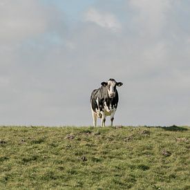koe op de dijk van M. B. fotografie