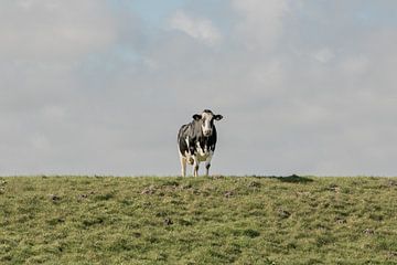 koe op de dijk van M. B. fotografie