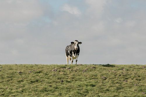 koe op de dijk