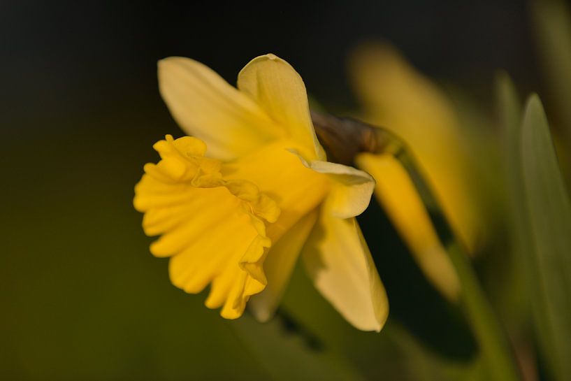 daffodil by Karin Jähne