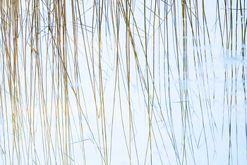 Riet in een vijver (Phragmites australis)