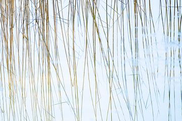 Reeds in a pond (Phragmites australis) by Ralf Gosch