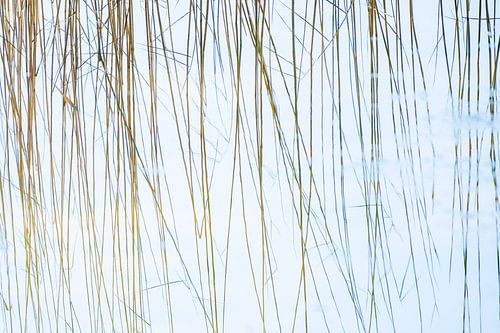 Roseaux dans un étang (Phragmites australis)