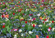Blumen von Hans Levendig (lev&dig fotografie) Miniaturansicht