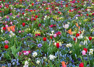 Bloemen van Hans Levendig (lev&dig fotografie)