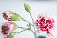 Carnation