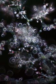 glistening grass by Susanne Deinhardt