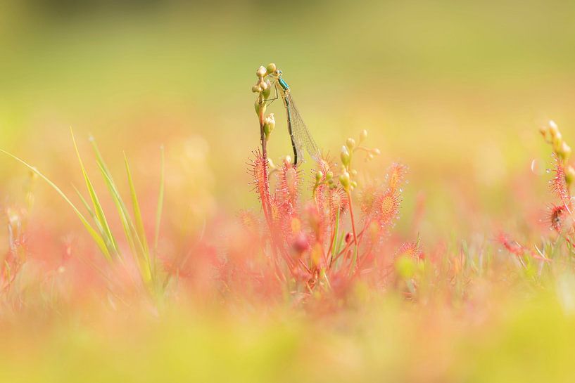 Sundew vs Damselfly by Ans Bastiaanssen