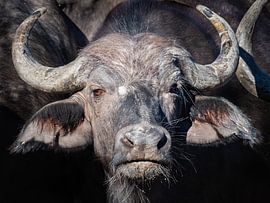 buffalo head by Marc Van den Broeck