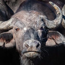 buffalo head by Marc Van den Broeck