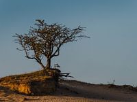 lonely tree in the summer evening sun