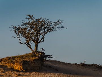 eenzame boom in de zomeravond zon van Andre Bolhoeve