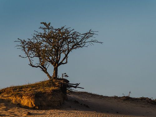 einsamer Baum in der Sommerabendsonne