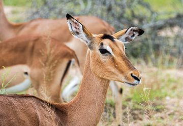 female impala von ChrisWillemsen