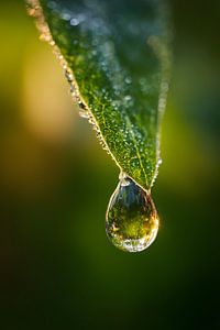 Die Welt im Wassertropfen