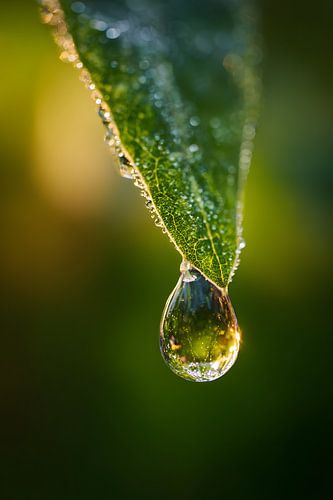 Die Welt im Wassertropfen von Skyfall