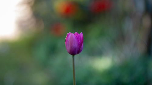 A purple tulip against a soft spring green