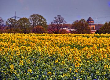 Koolzaadbloesem in Gelsenkirchen-Resse