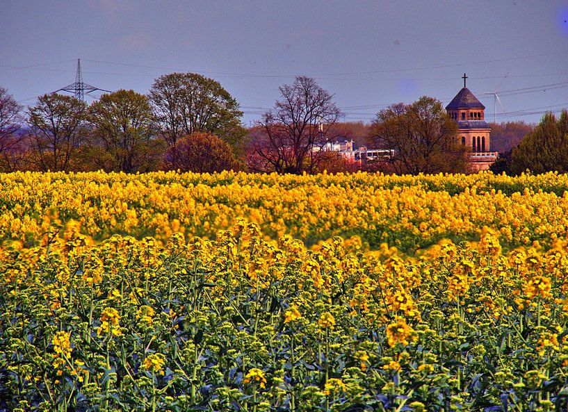 Koolzaadbloesem in Gelsenkirchen-Resse van Edgar Schermaul