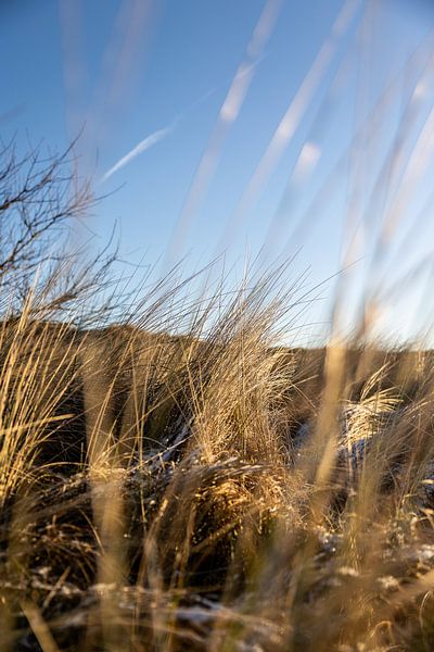 Gras in den Dünen von Terschelling von Lydia