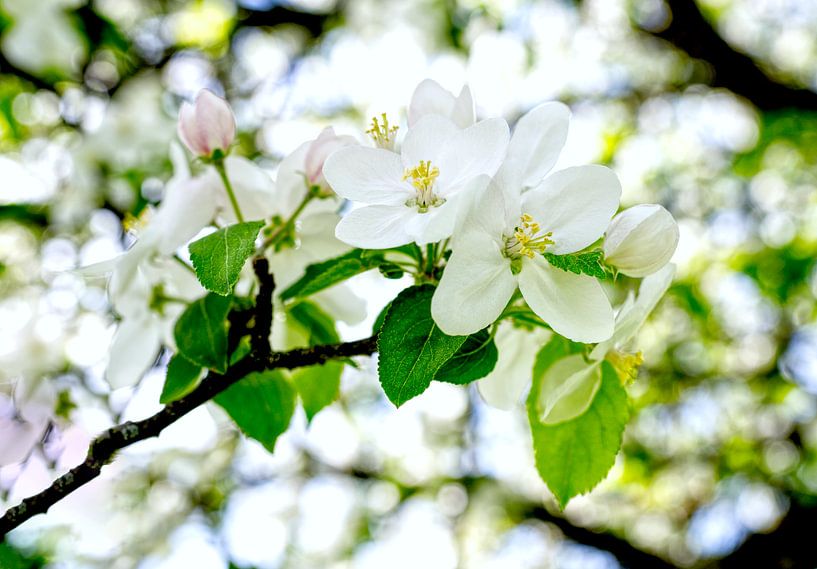 Spring by artpictures.de