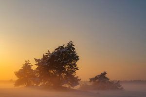 Snowy winter landscape in a drifting sand dune area