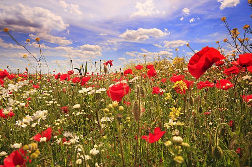 bloemenzee in de polder