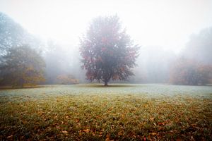 Un arbre dans le brouillard sur Martin Wasilewski