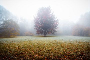 Tree in the fog by Martin Wasilewski