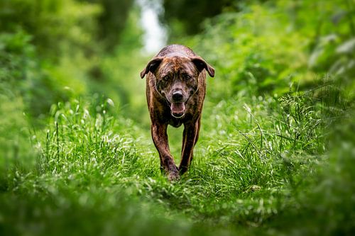 Joyful Flight - Lively Dog in Green Oasis