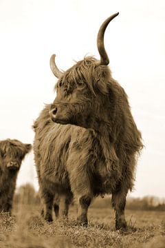 Schotse hooglanders kikkerperspectief sepia van Sascha van Dam